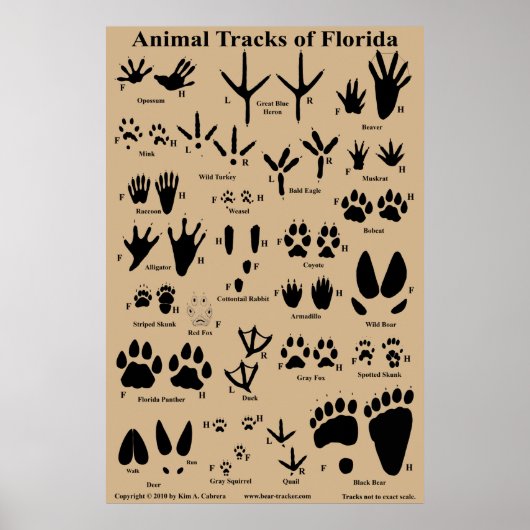 Animal tracks of Florida 24x36ポスター ポスター (正面)