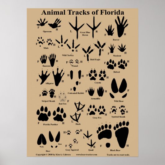 Animal tracks of Florida Poster (Medium) ポスター (正面)