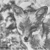 AnimalArtBW_Fox_001 シール (正面)