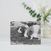 AnimalArtBW_GuineaPig_003 ポストカード (スタンド正面)