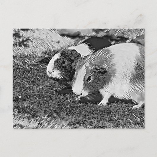 AnimalArtBW_GuineaPig_003 ポストカード (正面)