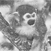 AnimalArtBW_Monkey_002 シール (正面)