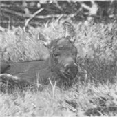 AnimalArtBW_Moose_001 シール (正面)