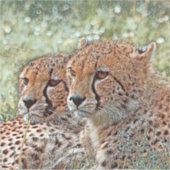 AnimalMix_Cheetah_031 シール (正面)