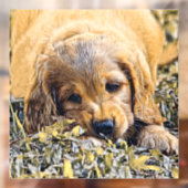 AnimalMix_Dog_005 ウィンドウサイン (シート2)