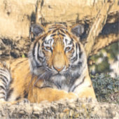 AnimalMix_Tiger_009 シール (正面)