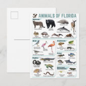 Animals of florida, florida usa wild lide  ポストカード (正面/裏面)