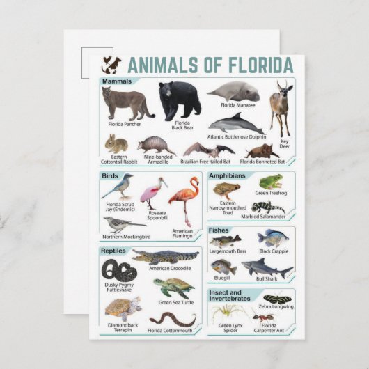 Animals of florida, florida usa wild lide ポストカード (正面/裏面)