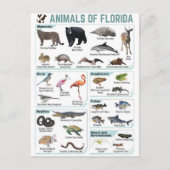 Animals of florida, florida usa wild lide ポストカード (正面)