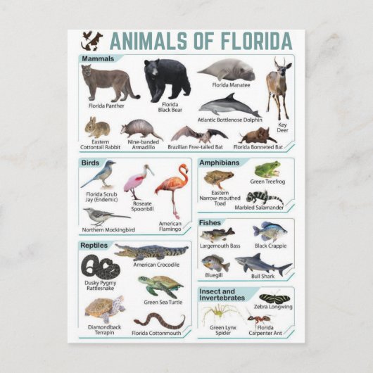 Animals of florida, florida usa wild lide  ポストカード (正面)
