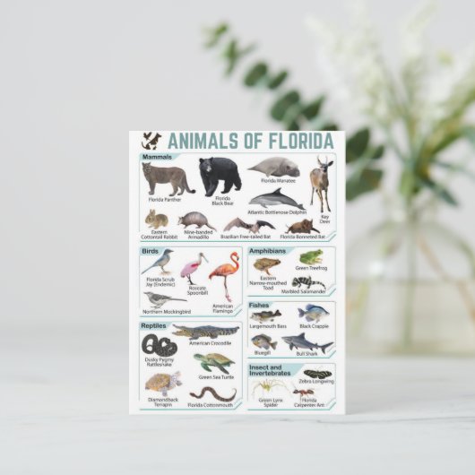 Animals of florida, florida usa wild lide  ポストカード (スタンド正面)