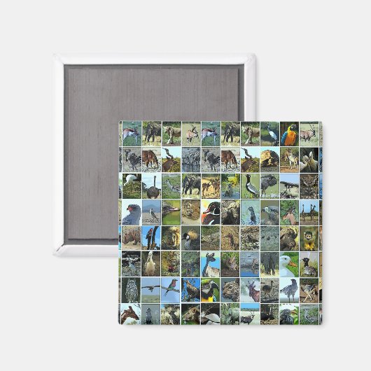 Animals of the world マグネット (正面/裏面)