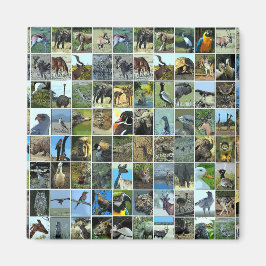Animals of the world マグネット