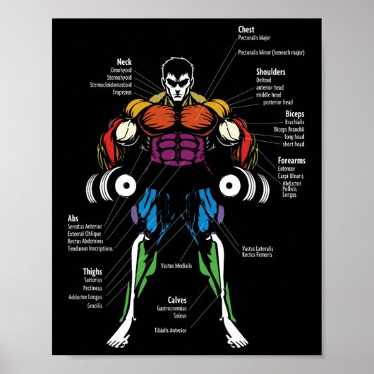Anime Anatomy Muscle Chart  ポスター (正面)