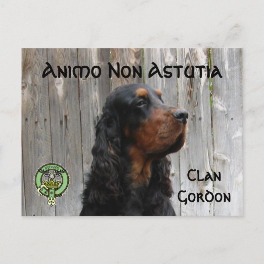 Animo Non Astutia, Gordon Setterポストカード ポストカード (正面)