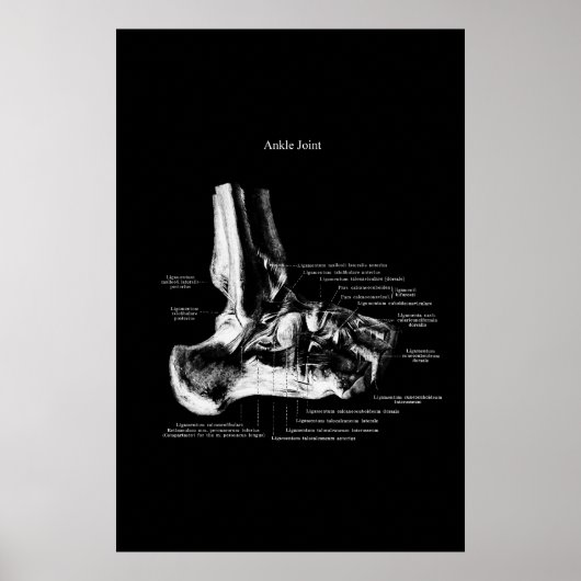 Ankle Joint Anatomy Orthopedic Decor ポスター (正面)