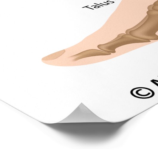 Ankle ligaments, labeled drawing. ポスター (角)