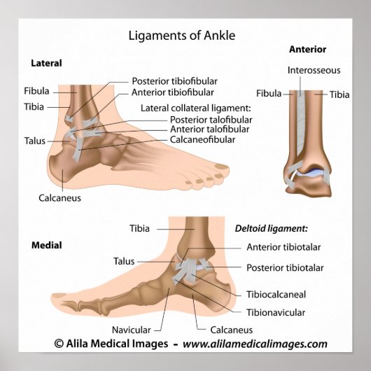 Ankle ligaments, labeled drawing. ポスター (正面)