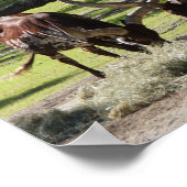 Ankole Cattle #2 Poster ポスター (角)