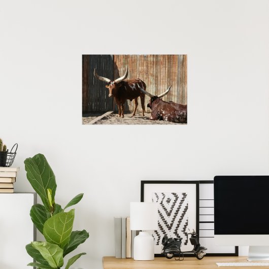 Ankole-Watusi Cattle Poster ポスター (ホームオフィス)