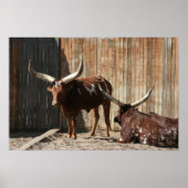 Ankole-Watusi Cattle Poster ポスター (正面)