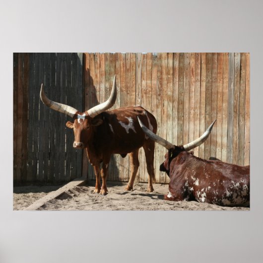 Ankole-Watusi Cattle Poster ポスター (正面)