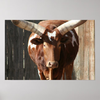 Ankole-Watusi Cattle Poster ポスター