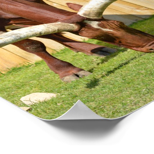 Ankole-Watusi grazing ポスター (角)