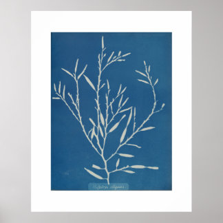 Anna Atkins：植物学ヴィンテージ写真 ポスター