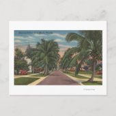 Anna Maria, Florida - View of Palms Along通り ポストカード (正面)