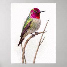 Anna,s Hummingbird Colorful ポスター