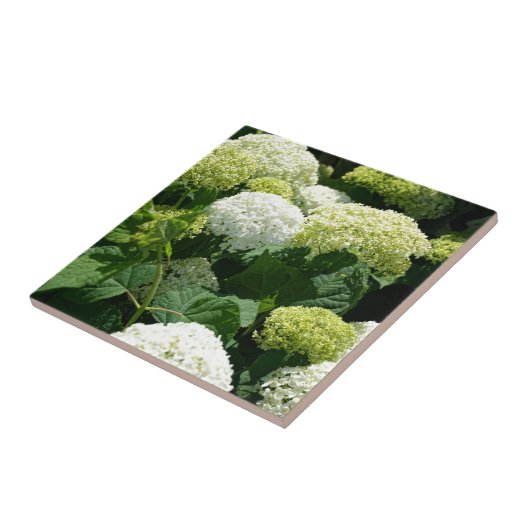 Annabelleのアジサイの花 タイル (側面)