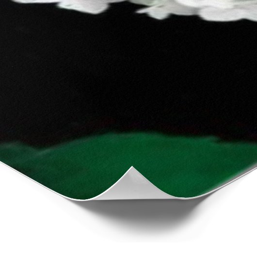               ANNABELLE HYDRANGEA                  ポスター (角)