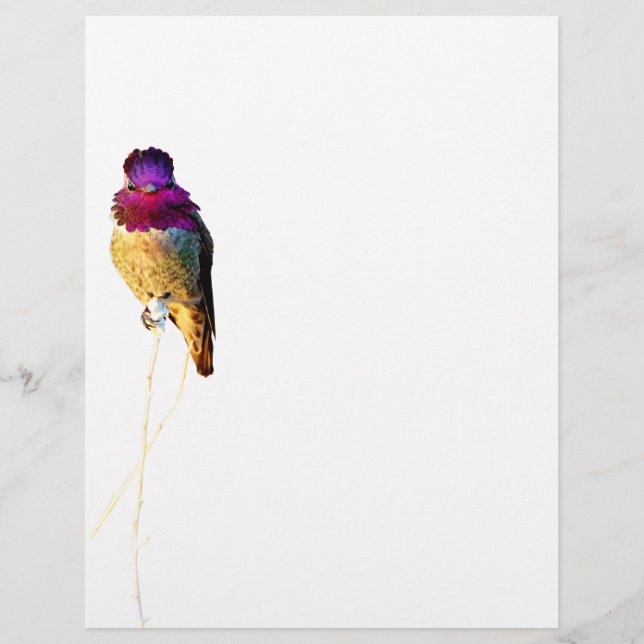Anna's Hummingbird写真文房具 レターヘッド (正面)