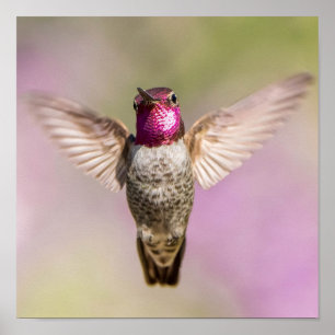 Anna's Hummingbird美しいピンク、紫、緑 ポスター