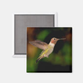 Anna's Hummingbird in Flight Magnet マグネット (正面/裏面)
