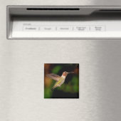 Anna's Hummingbird in Flight Magnet マグネット (インサイチュ (食洗機))