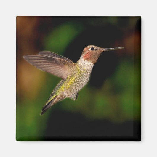 Anna's Hummingbird in Flight Magnet マグネット (正面)
