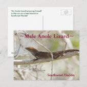 Anole lizardブランチFloridaはがき ポストカード (正面/裏面)