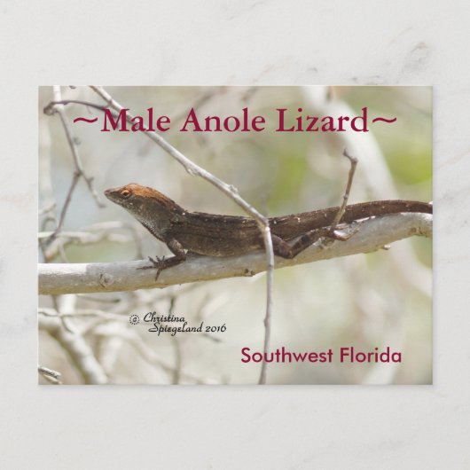 Anole lizardブランチFloridaはがき ポストカード (正面)