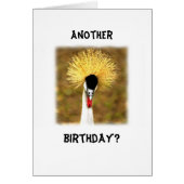 Another Birthday? Card for Senior Citizen (正面)