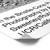 Ansel Adamsによるブリッスルコーンパイン地区 ポスター (角)