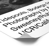 Ansel AdamsによるBodega Station、Tidepools ポスター (角)