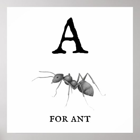 Antの「A」 ポスター (正面)