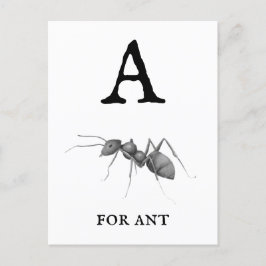 Antの「A」 ポストカード