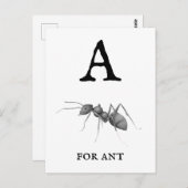 Antの「A」 ポストカード (正面/裏面)
