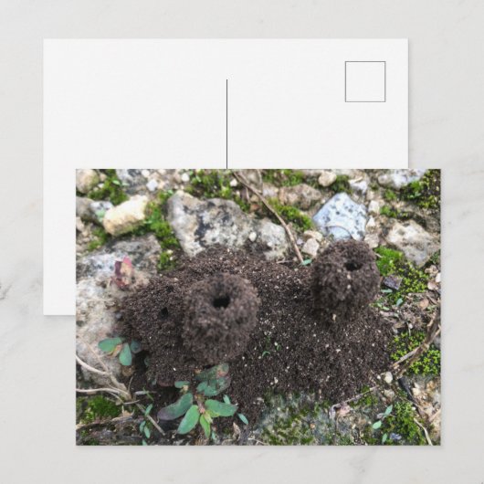 Ant城はがき ポストカード (正面/裏面)