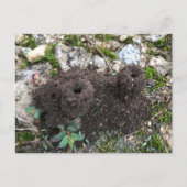 Ant城はがき ポストカード (正面)