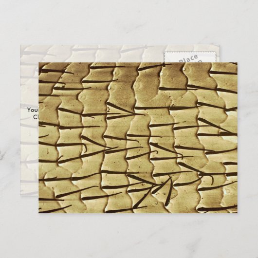 Ant – 前脚 ポストカード (正面/裏面)