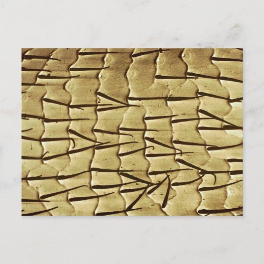 Ant – 前脚 ポストカード (正面)